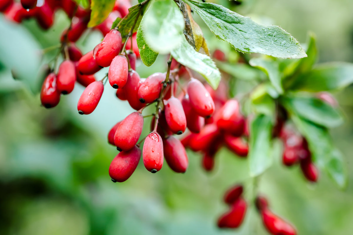Berberine and Alcohol: Evaluating Benefits and Risks for Your Health