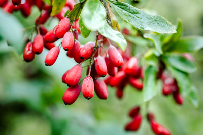 Berberine and Alcohol: Evaluating Benefits and Risks for Your Health