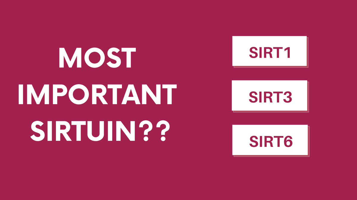 Best Sirtuin Supplement: Sirtuin 1, Sirtuin 3 & Sirtuin 6: Which One is the Coolest?