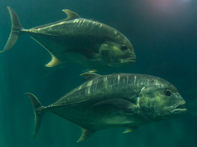 Phosphatidylserine: Benefits, Dosage and Side Effects