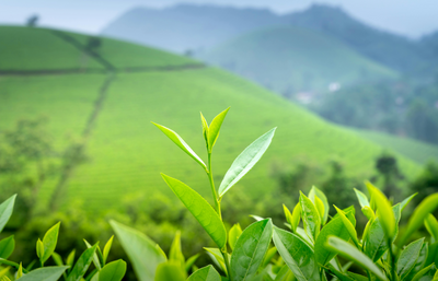 L-Theanine Dosage Guide