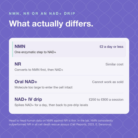 NMN supplement capsules 500mg