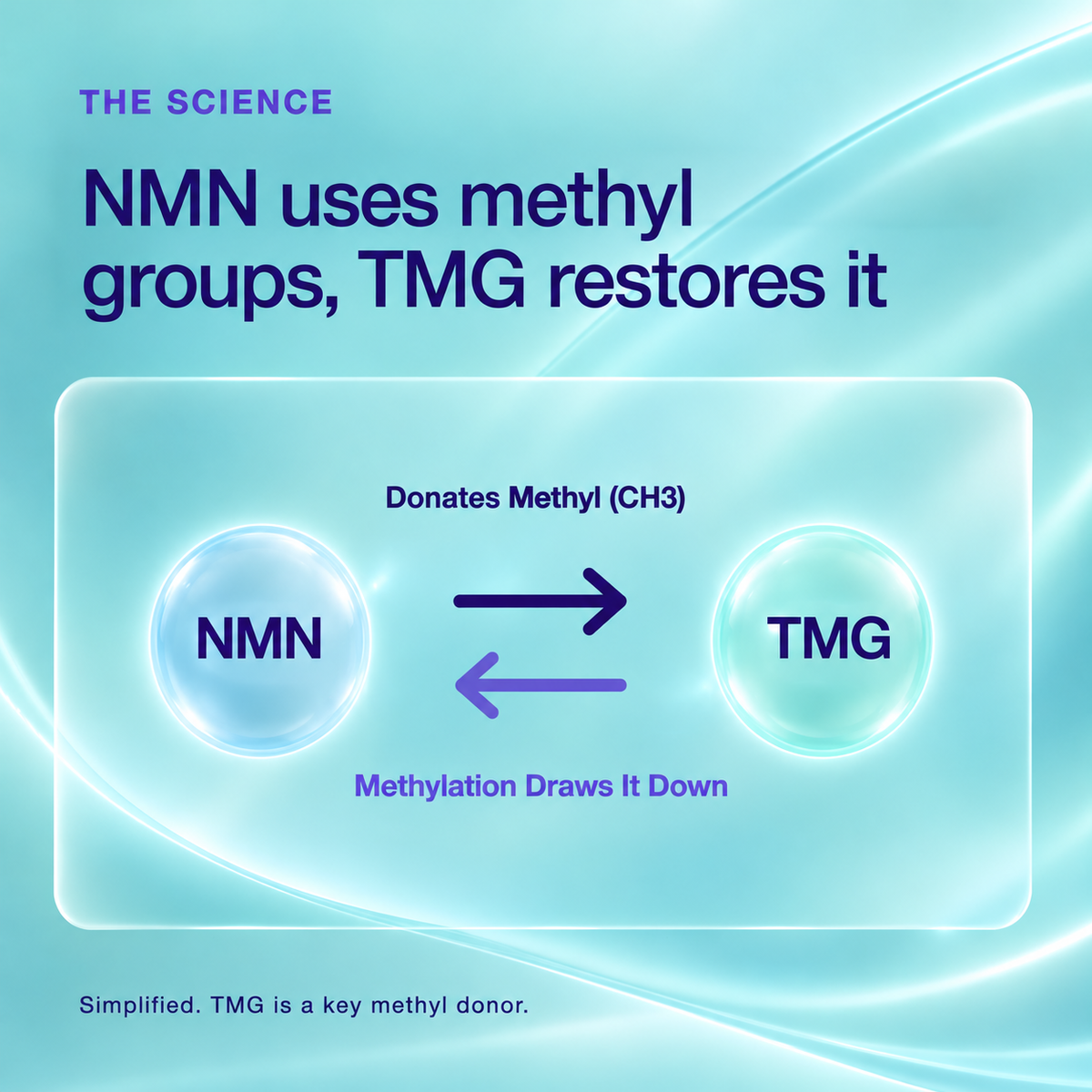 TMG (Trimethylglycine) | 500 mg | 90 Capsules