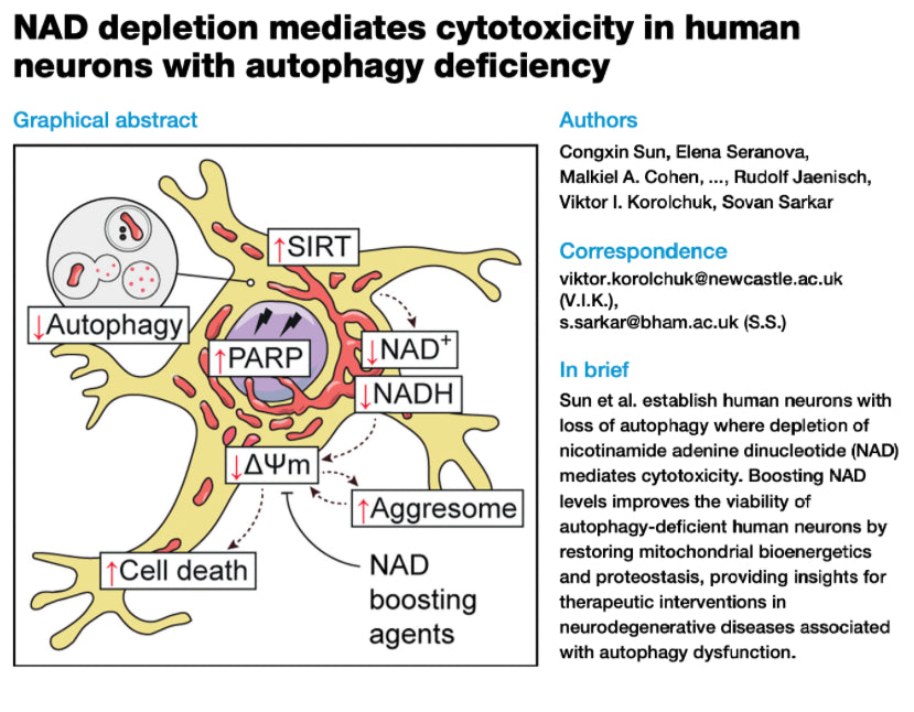 Original Cell Reports graphical abstract. Autophagy decreases. Sirtuin and PARP activity increases, while NAD+, NADH and mitochondrial membrane potential decrease. Aggresomes and cell death increase. NAD boosting agents improve cell survival.