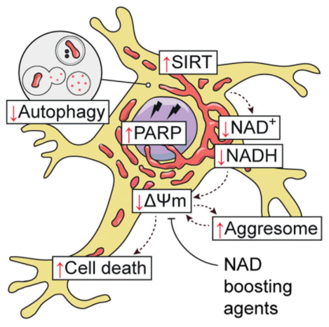 Original Cell Reports graphical abstract. Autophagy decreases. Sirtuin and PARP activity increases, while NAD+, NADH and mitochondrial membrane potential decrease. Aggresomes and cell death increase. NAD boosting agents improve cell survival.